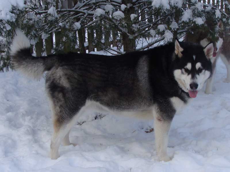 Sebastian - Alaskan Malamute