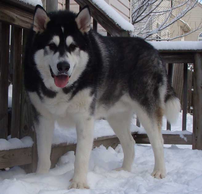 Sebastian - Alaskan Malamute