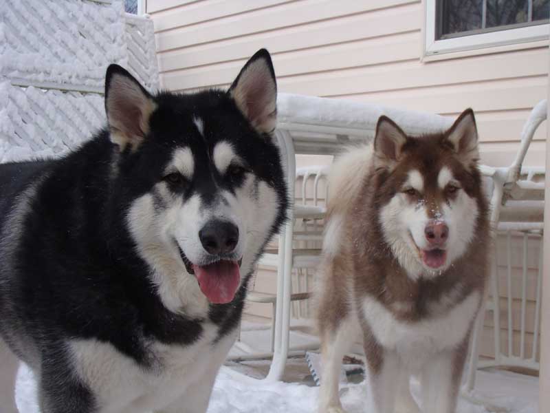 Cinnabar - Alaskan Malamute