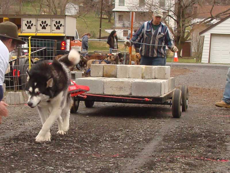 Malamute pulling hot sale