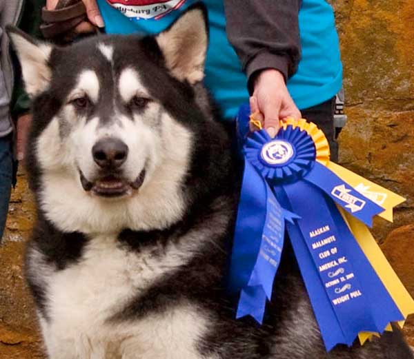 Sebastian posing with ribbons