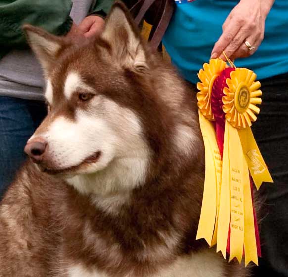 Cinnabar with his 3 ribbons at AMCA Nationals in Gettysburg