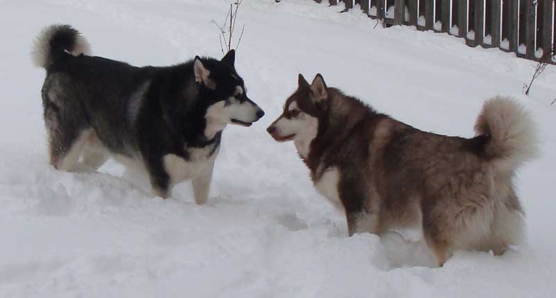 Sebastian - Alaskan Malamute